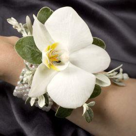 fwthumbPhalenopsis Small.jpg